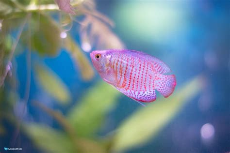 30 Coolest Freshwater Fish For Your Aquarium .